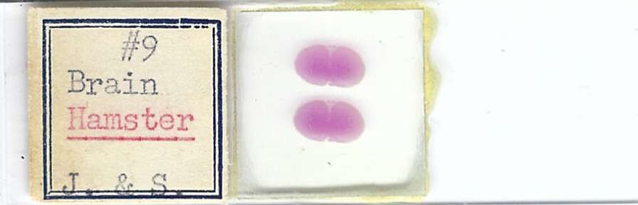 Hamster Brain Microscope Slide