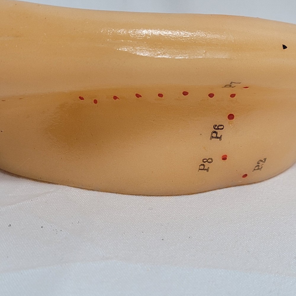 Professional Human Ear Acupuncture Points Model Anatomical Figure