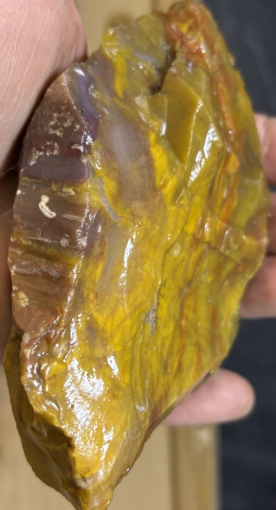 Colorful petrified wood