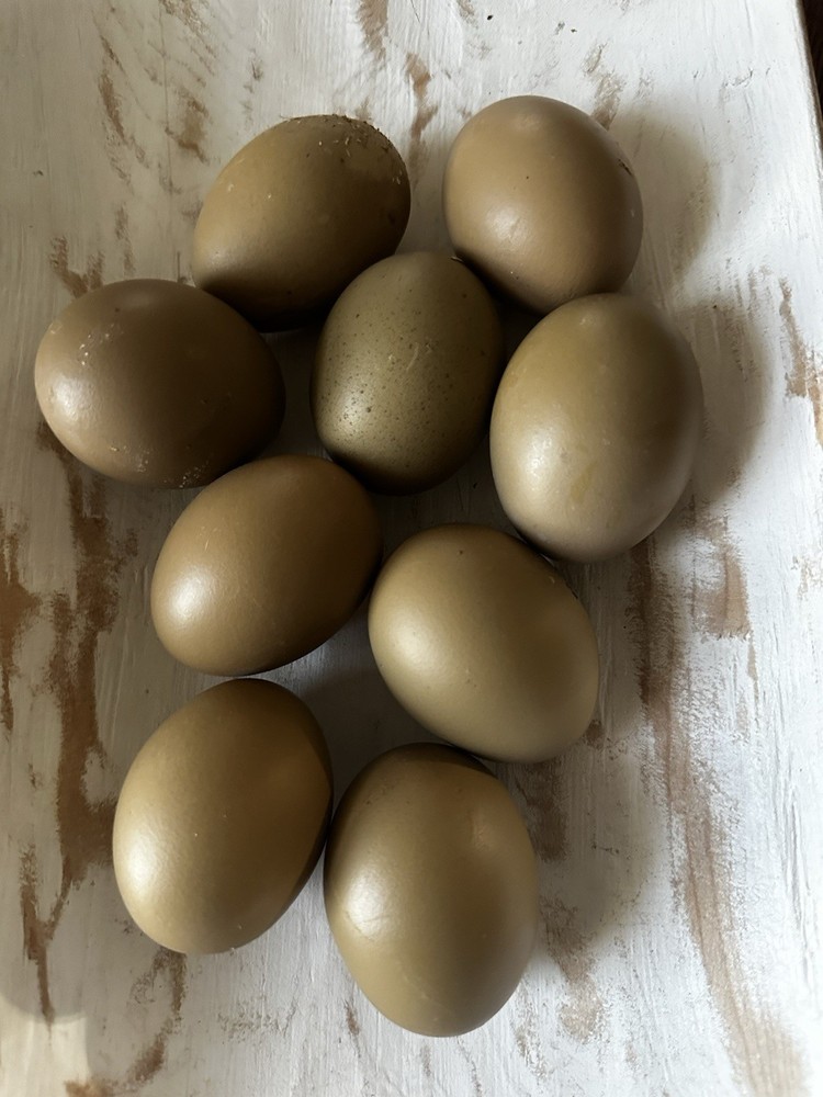 4+2  Hatching Eggs Olive Egger, Easter Egger Avian Flu neg NPIP Dark green eggs