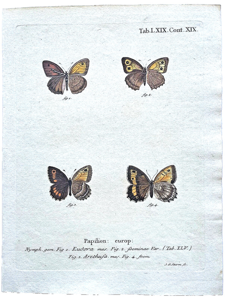 1777 ESPER Hand-Colored Engraved BUTTERFLY/MOTH PRINTS (Set #1) - YOU SELECT