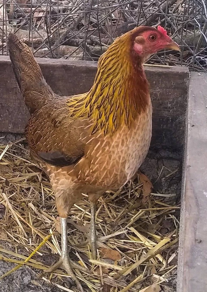 6+ Quality Landrace Chicken Hatching Eggs