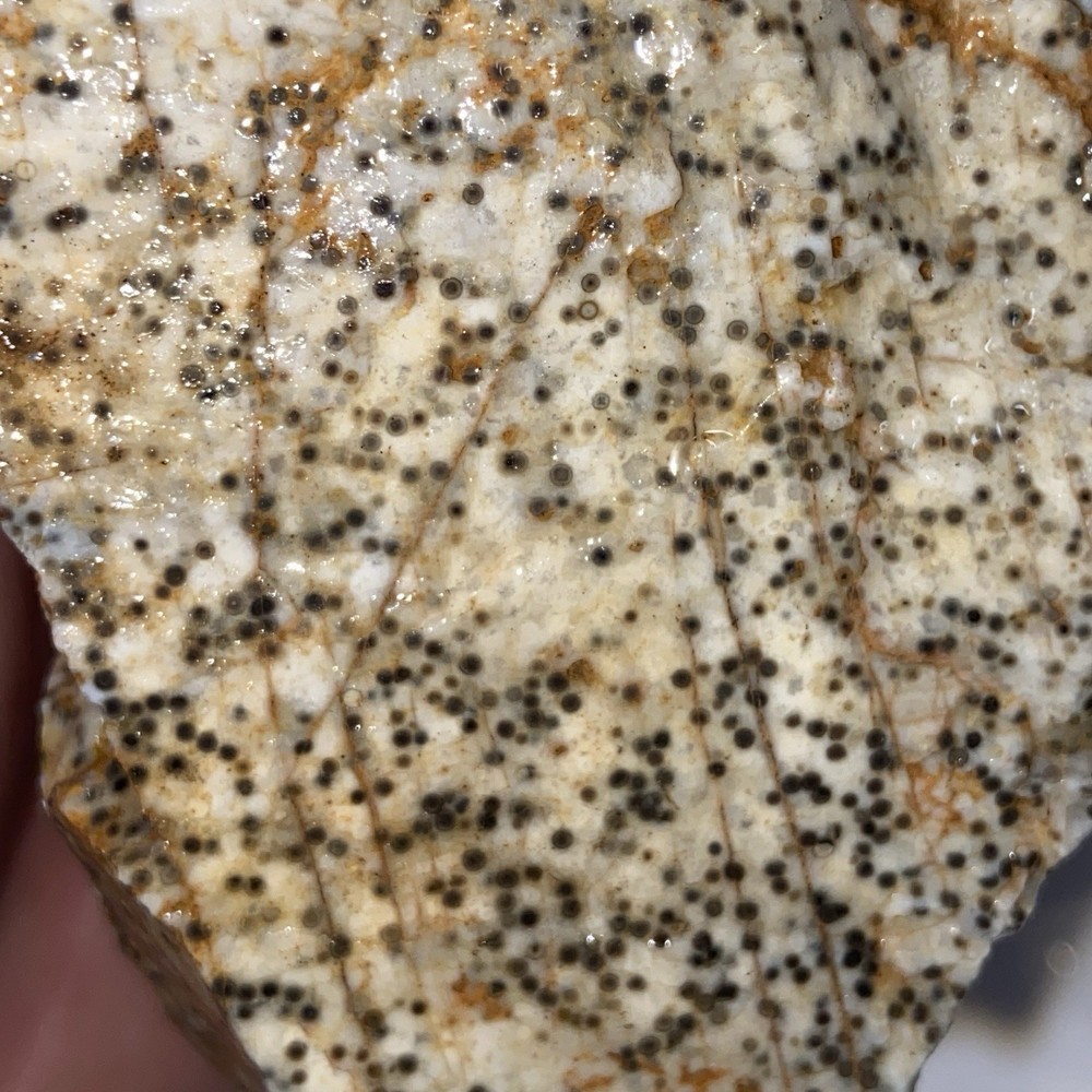 Oolite Agate Rough Lapidary Stone 1 Pound 3 Oz