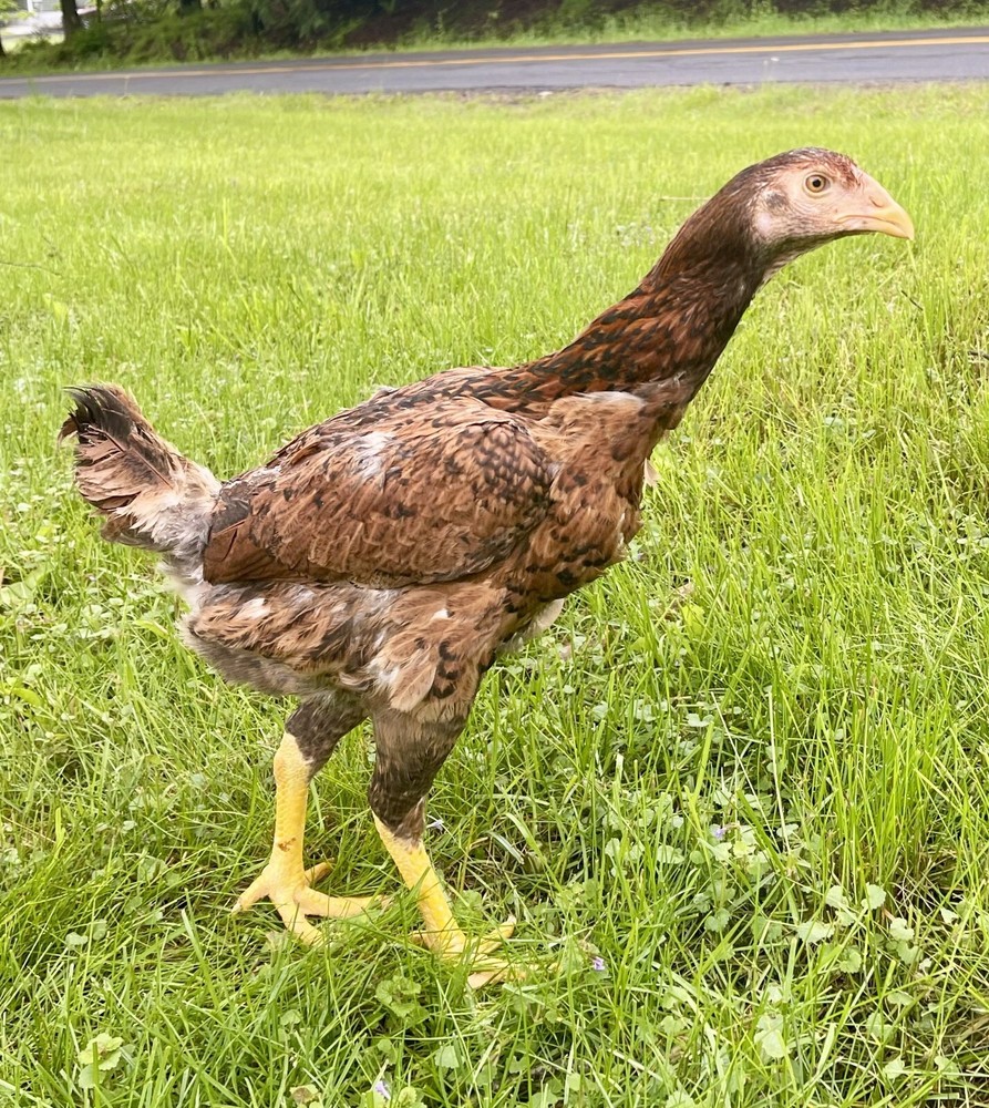 INDIO GIANT 100% PURE TYPE ( 6 ) HATCHING EGGS