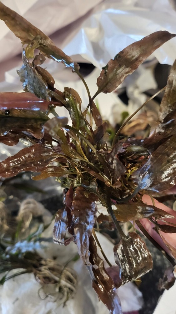 *New*Aquatic Plant Pack (Low Tech)