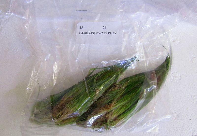 12 dwarf hairgrass plugs