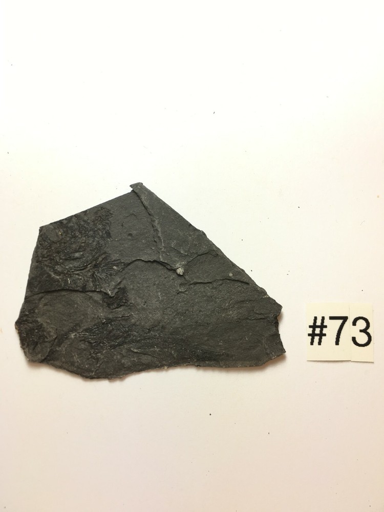 FOSSIL FISH EOMYCTOPHUM