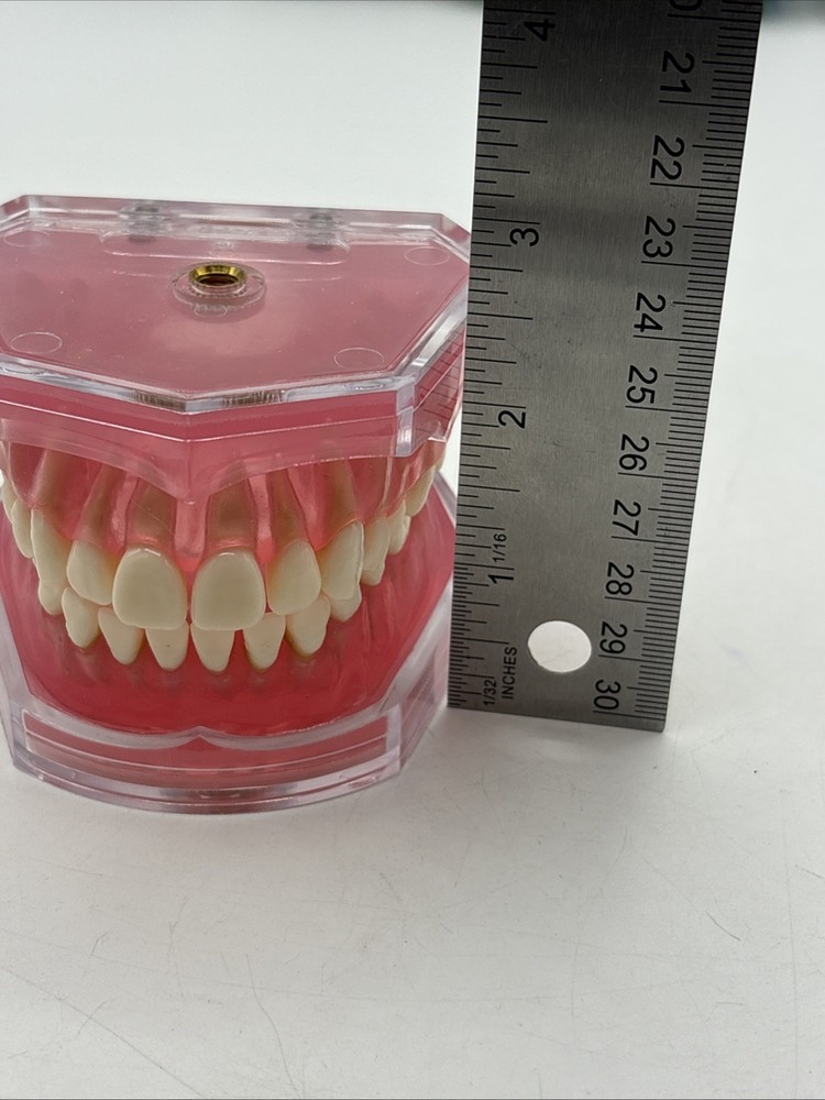 Dental Typodont Practice Removable Teeth Model M7008