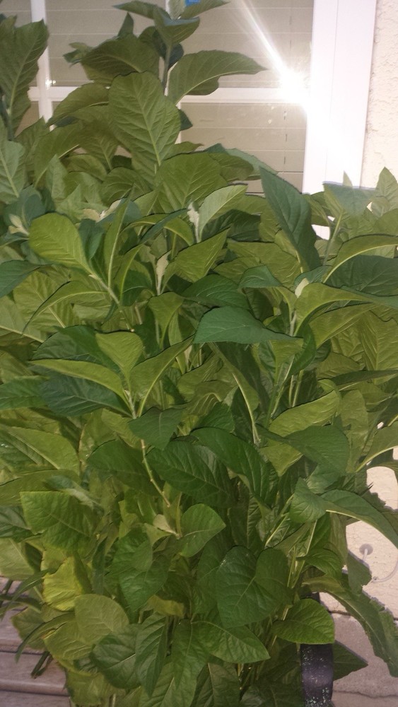 Dry Bitterleaf- Unprocessed, Freshly Harvested And Dried