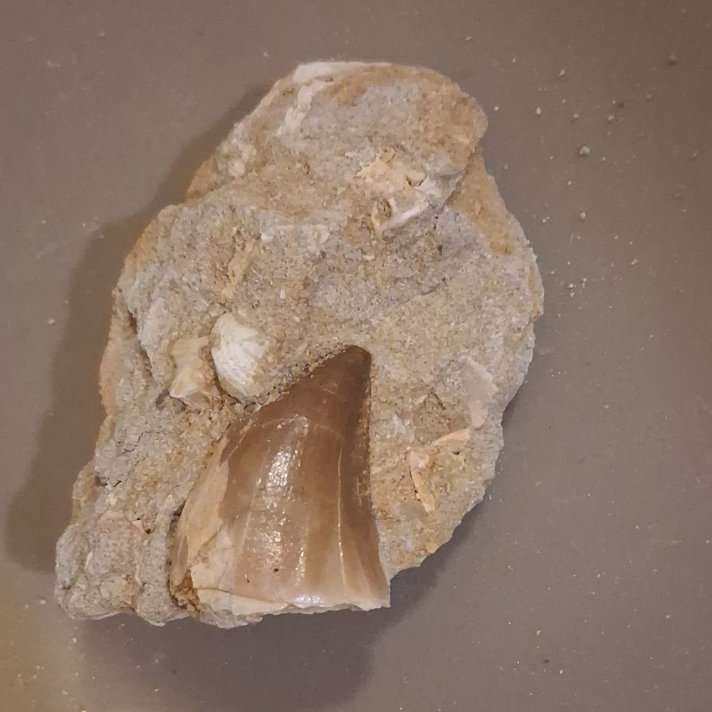 Fossilized Dinosaur Tooth Embedded in Matrix Prehistoric Fossil Specimen