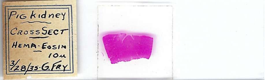 Pig Kidney Microscope Slide