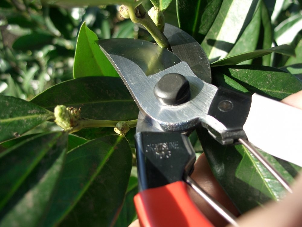Okatsune 103 Bypass Pruners General Purpose Medium (One One Pack, シルバー|レッド