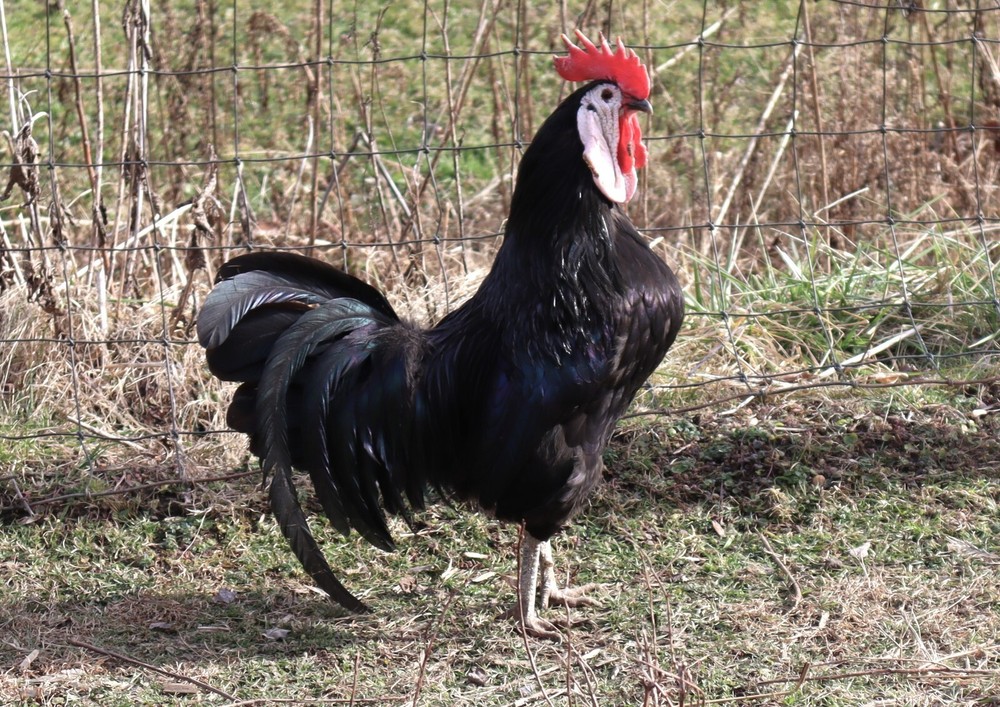 11+1 LF White Face Black Spanish Eggs Imported from Spain