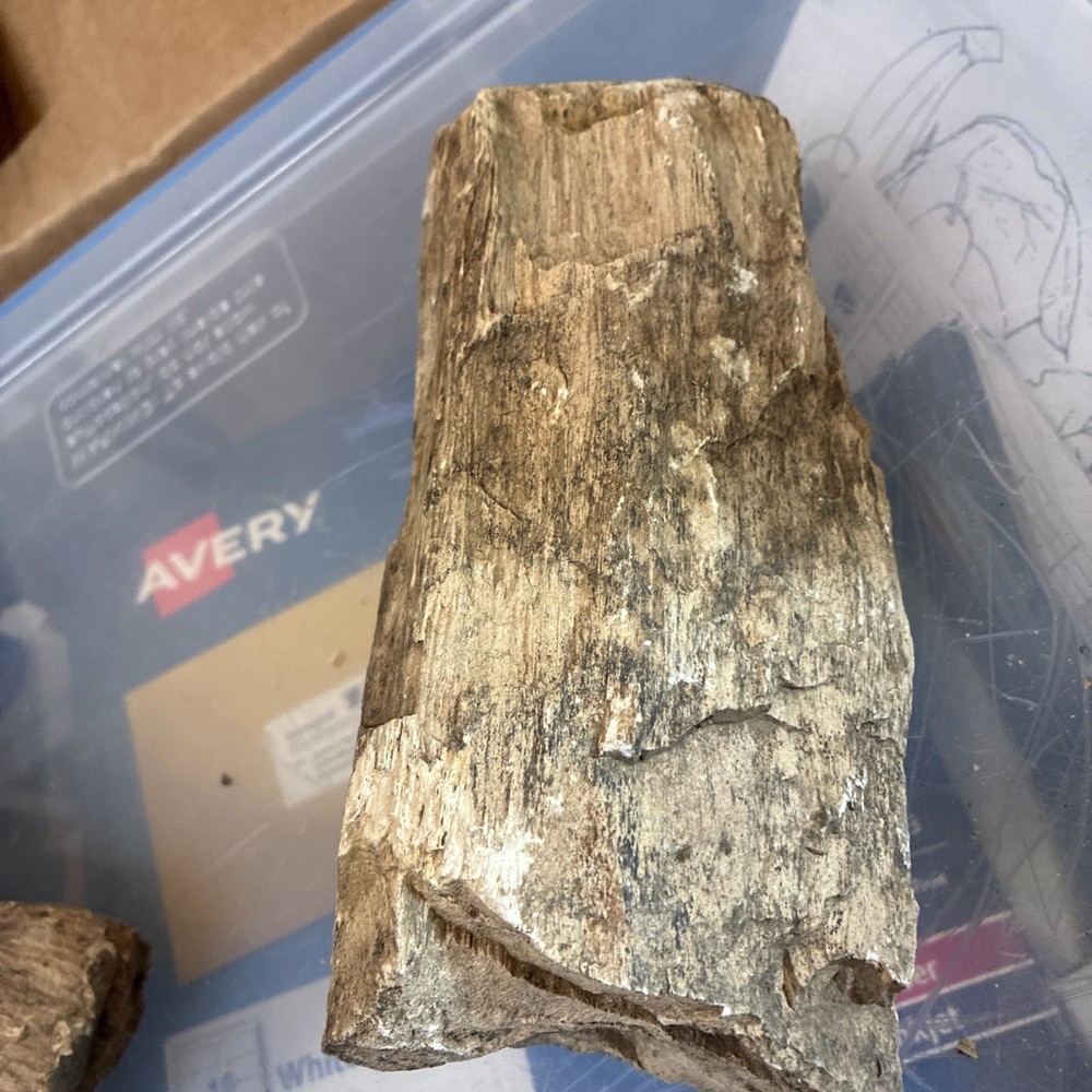 petrified wood rough