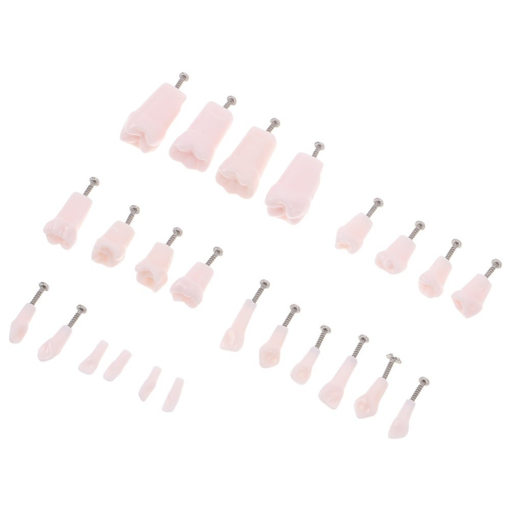 24 Pcs Dental Practice Teeth Typodont Teaching Model Removable Tooth Set
