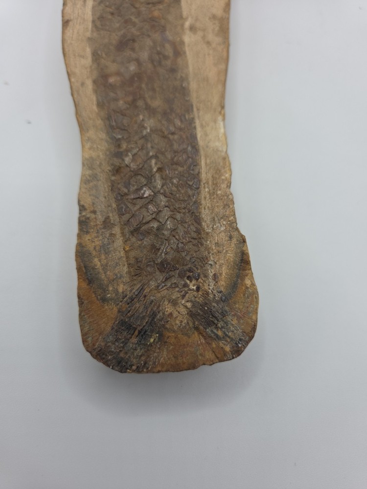 Fossils NICE BRAZILIAN FISH - DETAILED – VINCTIFER