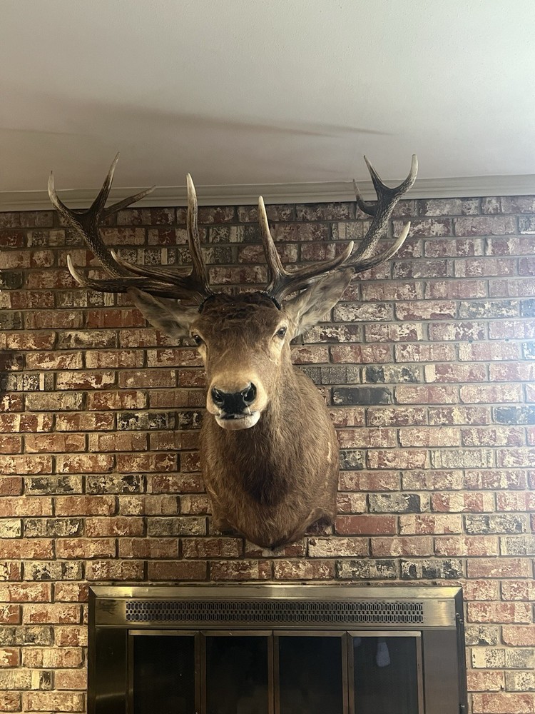 Red Stag Shoulder Mount