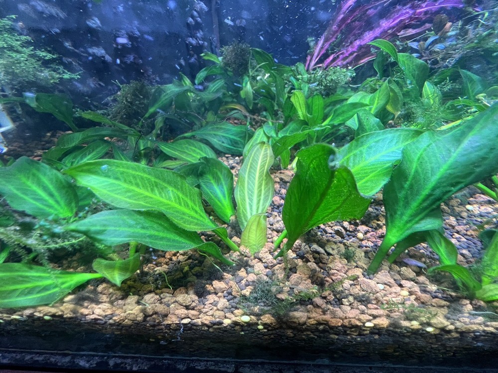 x1 Echinodorus Verde Opacus