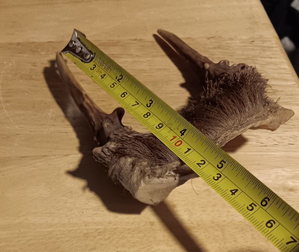 Deer skull cap with fur spike antlers
