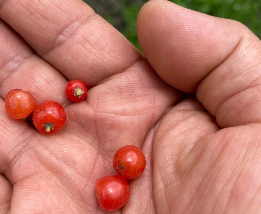 Red Spiny Hackberry Granjeno Tree Live Plant