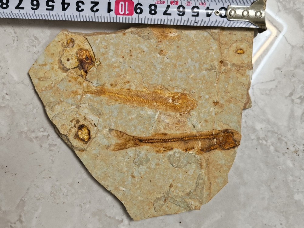 Unique and authentic fossilized fish fossils C01