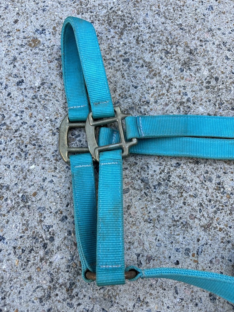 USED - Teal Blue Size Medium Horse Halter