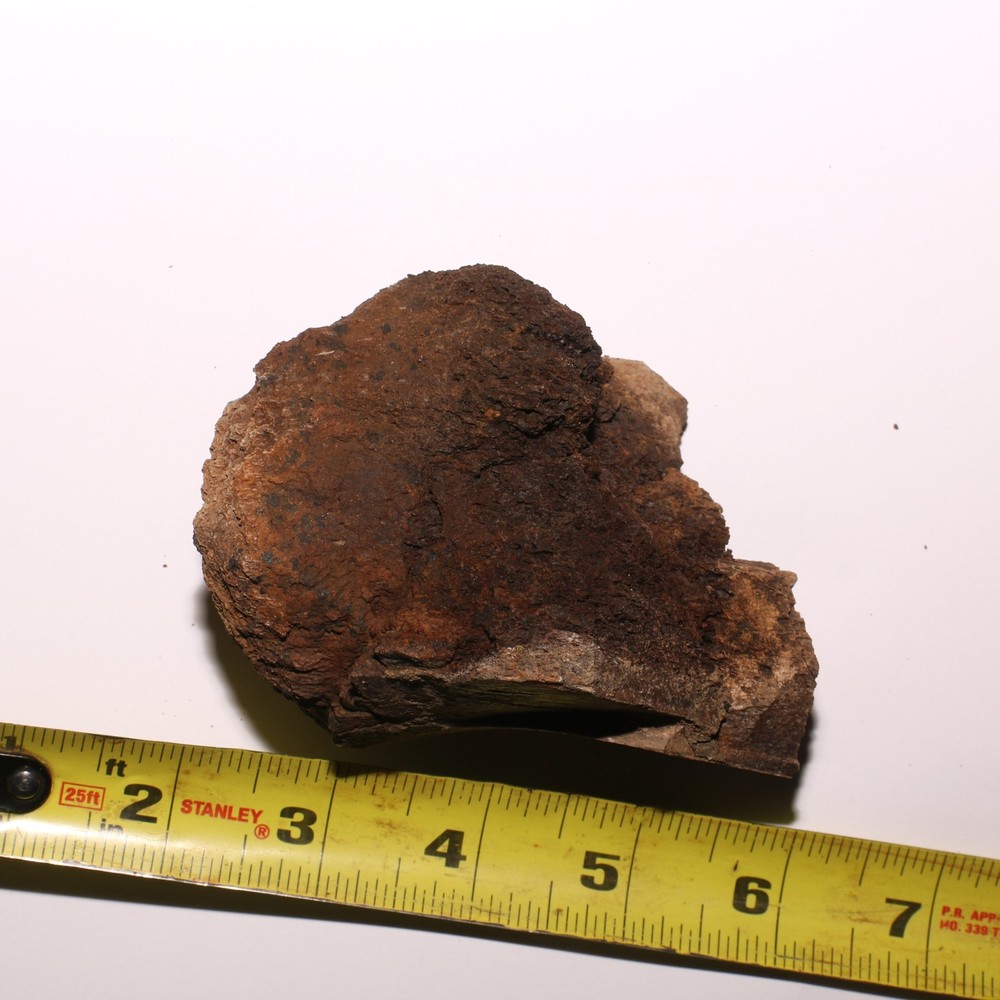 Dinosaur Bone - Large Thick Heavy - Hell Creek Formation Cretaceous - Nice Piece