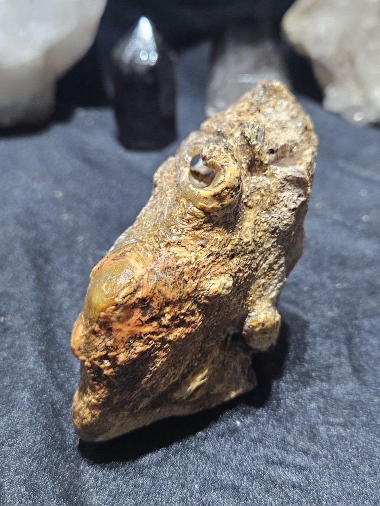 Petrified Limb Specimen Natural Form (10.6oz)