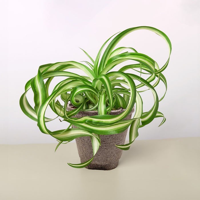 Spider Plant 'Bonnie' 3" Pot