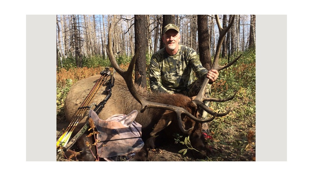 RMEF Cow Elk by Montana Decoy