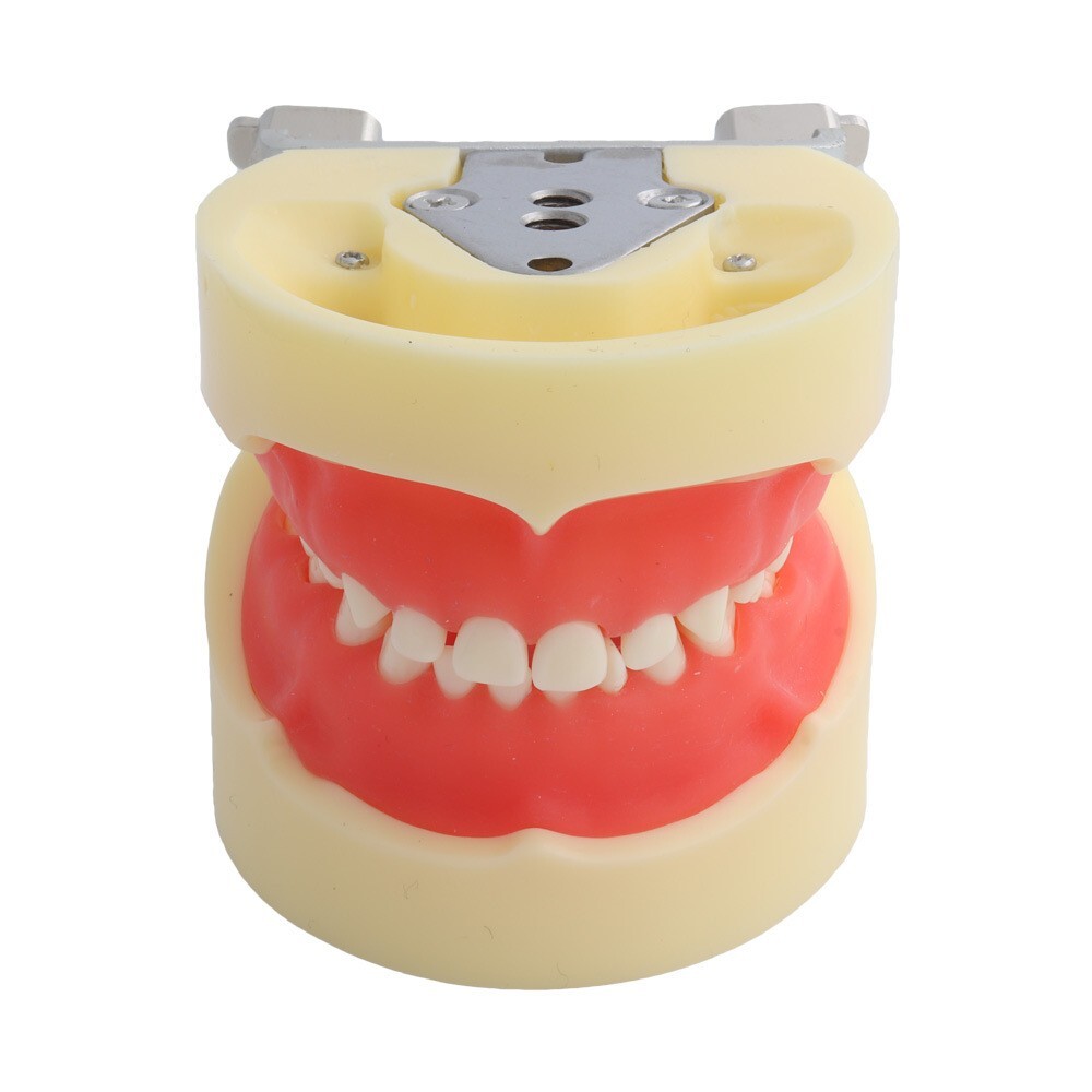 Children Deciduous Tooth Preparation Teach Model 24 Teeth Removable Replaceable