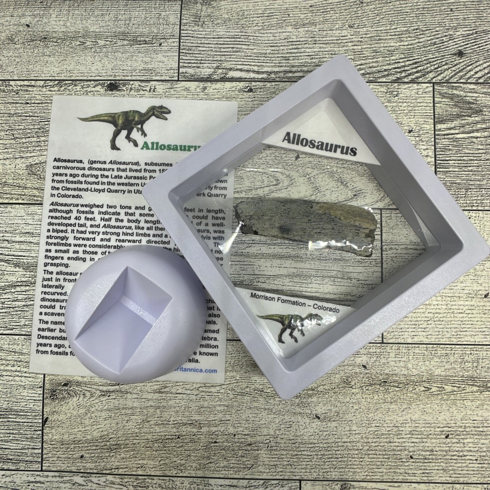 Allosaurus Extinct Dinosaur Bone Fossil with Display Case