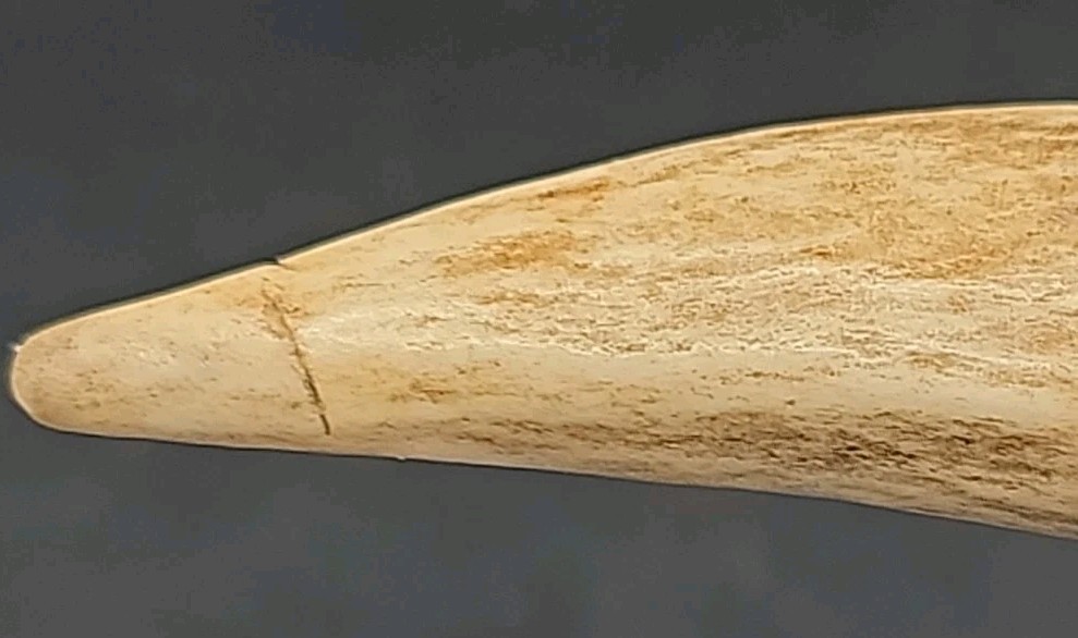 Ah-So Wine Opener With Antler Handle