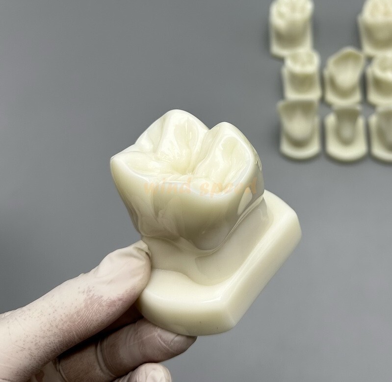 Dental Teeth Form Models OrthodonticTypodont Model For Lab Teaching Tooth Study
