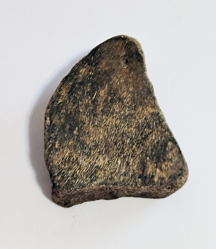 6 Petrified Fossil Bones