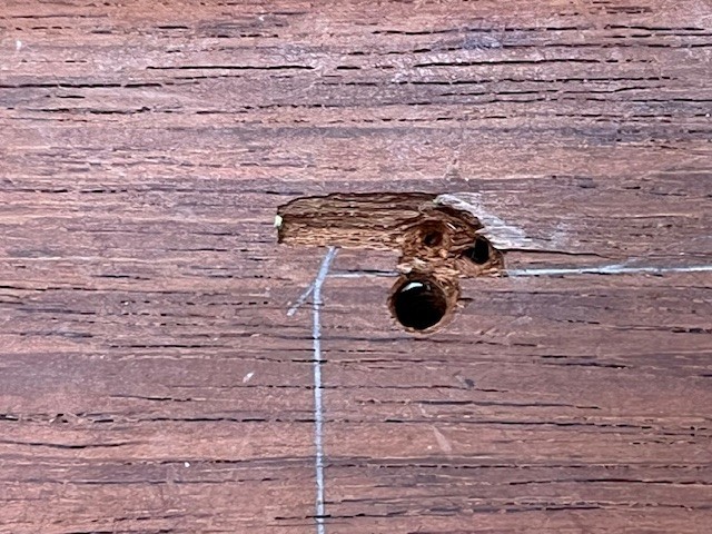 Melodic Log Drum - Natural