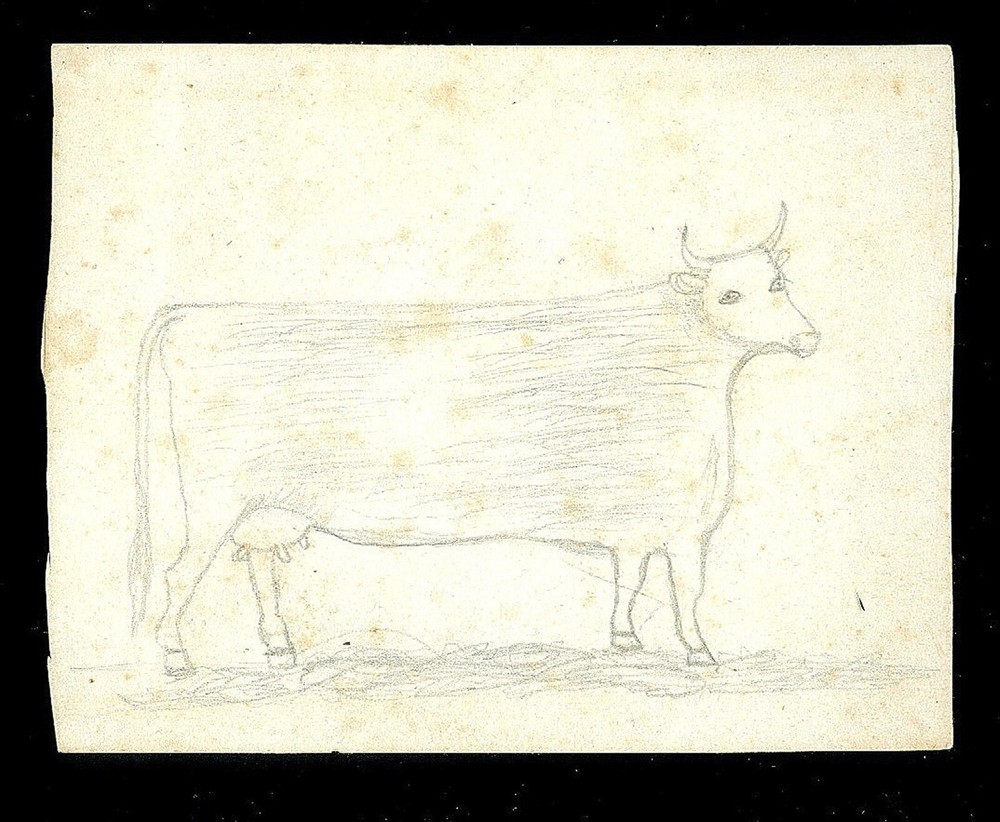 Naive Pencil Drawn Cow -- It's all about perspective!