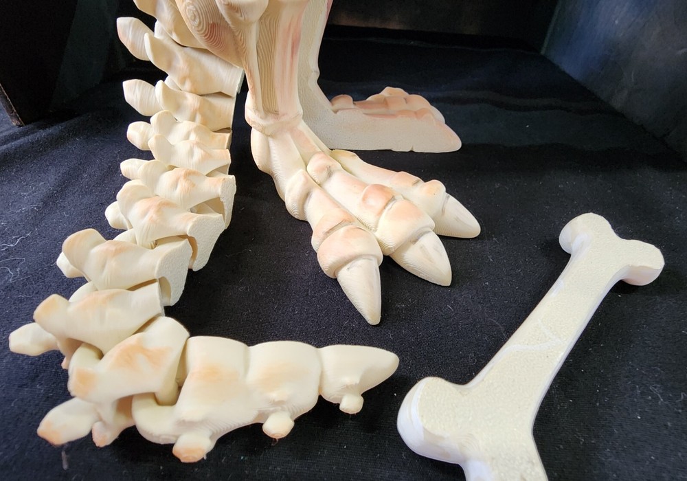 Hand painted 3D Painted 12 inch tall T-Rex Skeleton