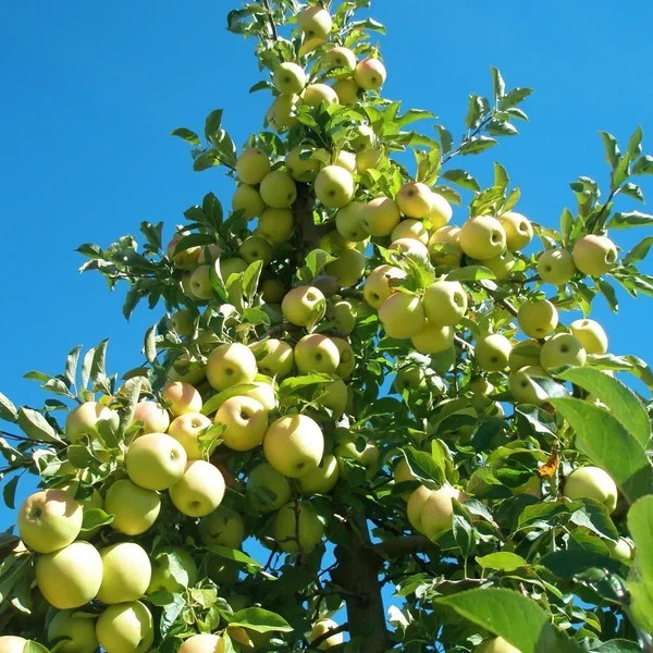 Yellow delicious Apple Grafted Fruit Tree Bare-root