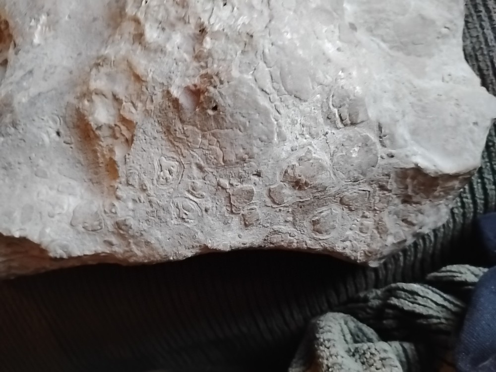 DEFINITELY A DINO BONE... DON'T KNOW WHICH ONE YET.. PLEASE HELP ME IDENTIFY IT.