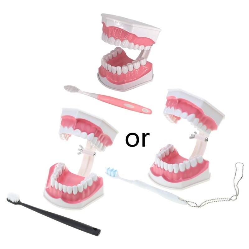 Dental Teaching Model with A Teeth Brush Dentist Educational Demonstration Tool