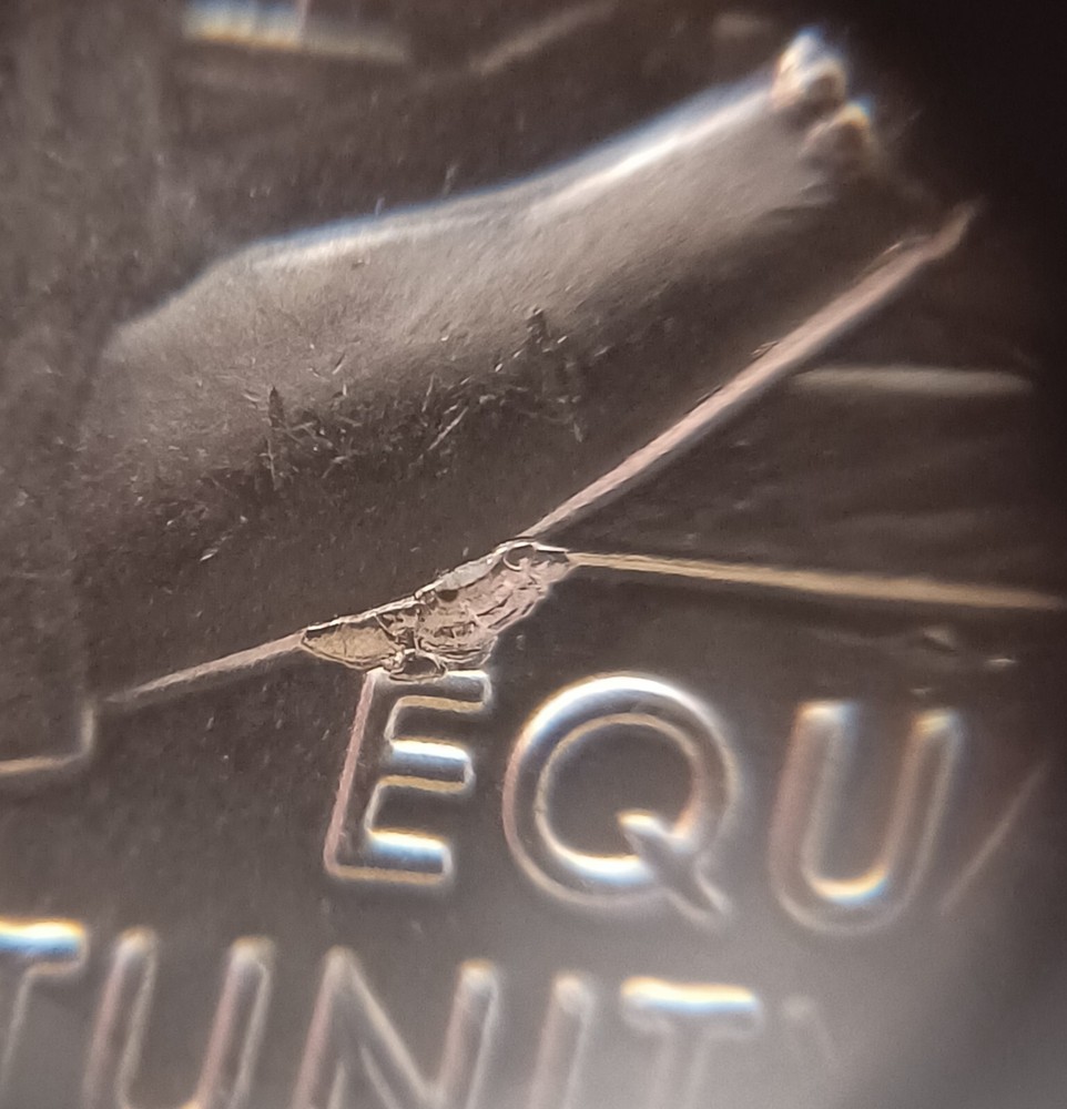 2024 P Patsy Takemoto Quarter Large  Die Chip On Elbow & DDO