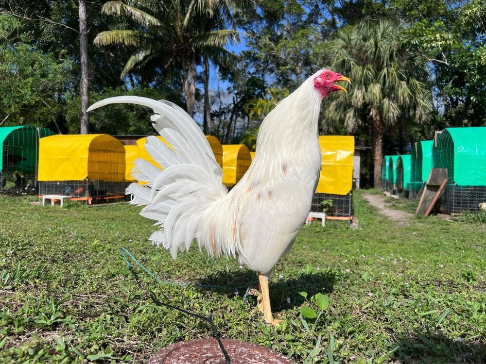 12 Plus Variety Hatching Eggs