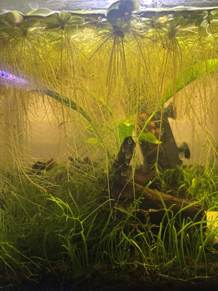 Dwarf Water Lettuce Floating Aquarium Plant