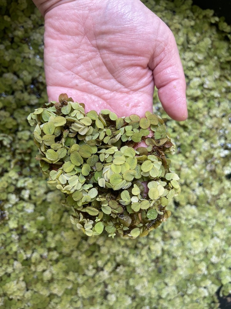 Salvinia -Aquatic Plant