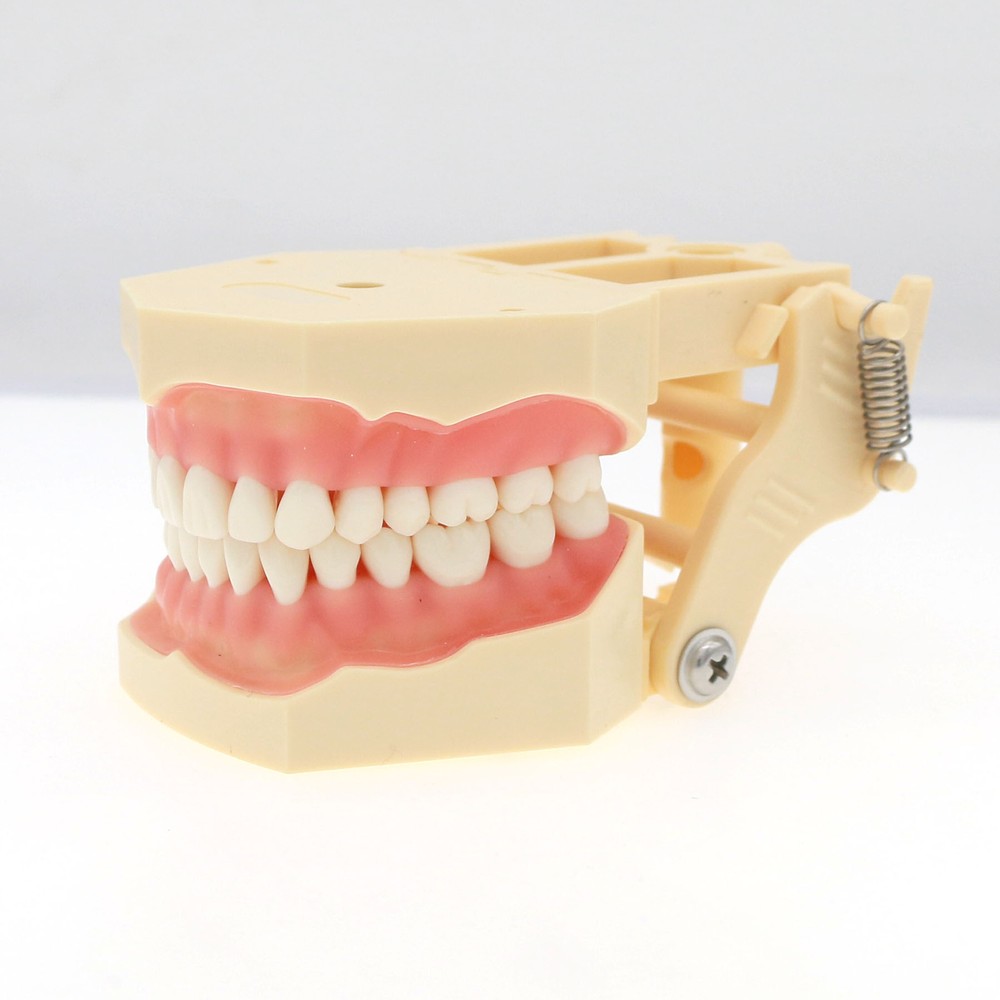 Frasaco AG3 Typodont Model Dental 32PCS Teeth Replacement Restorative Training
