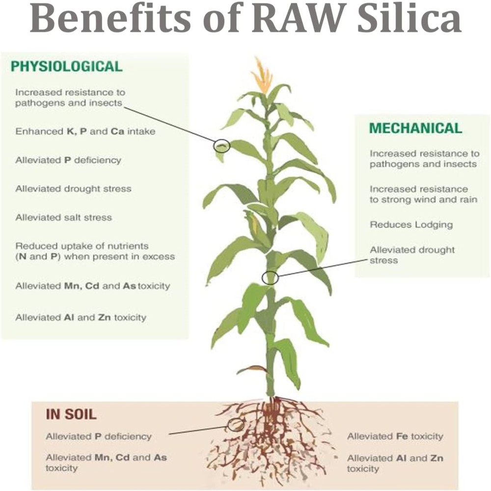 RAW Silica Structure Water-Soluble Fertilizer for Stem & Cell Wall Strength, 8oz