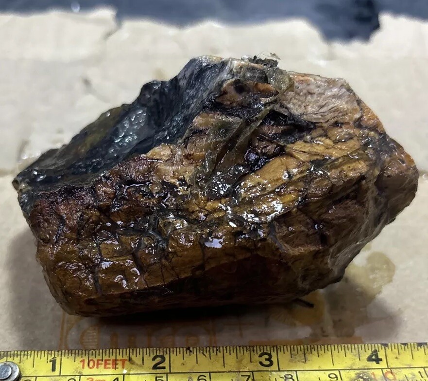 Colorful petrified wood