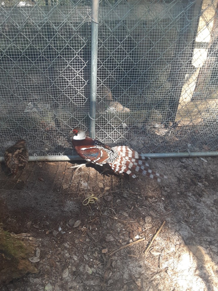EGGS IN HAND  Elliot Hatching Eggs - $30.00 an egg