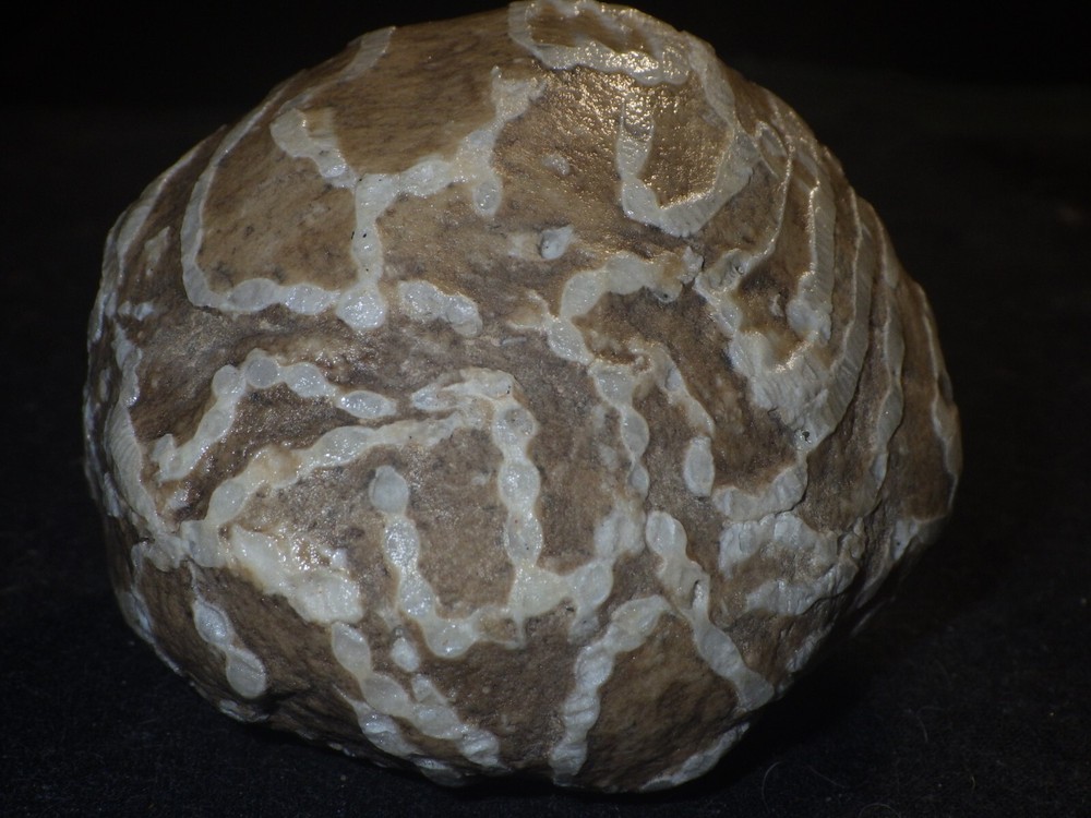 Chain Coral Halysites 15.7 oz